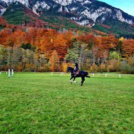 Muehle In Der Pferdewelt Reichenau Appartement Buitenkant foto